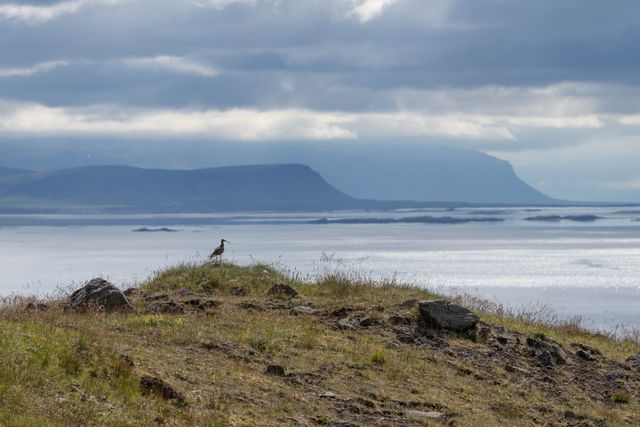 Fjölskrúðugt fuglalíf og fjörufuglar við fjöruna á Kletti