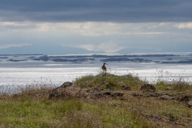 Fuglar í fjöruborðinu við Breiðafjörð á landi Kletts