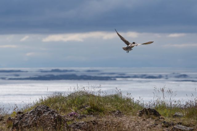 Náttúruparadís og fuglar við strandlengju Kletts í Geiradal